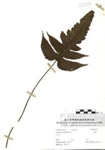 毛囊毛蕨 毛囊毛蕨