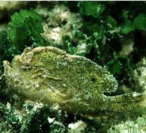 巴哈馬躄魚 巴哈馬躄魚