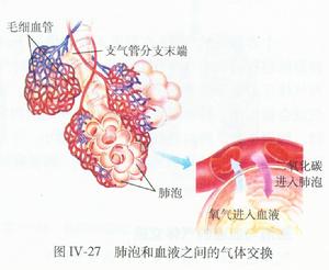 肺出血腎炎綜合徵