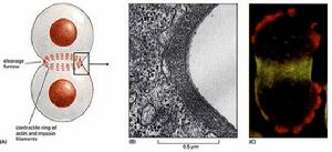 動細胞的胞質收縮環