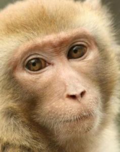 尖嘴猴腮 尖嘴猴腮