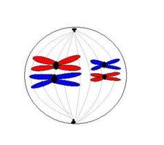 同源染色體 同源染色體