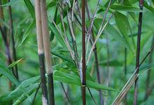 Arrow Bamboo