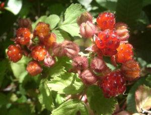 巨托懸鉤子 巨托懸鉤子