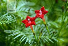 五星花[蔦蘿的別稱]