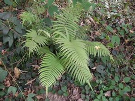 光腳金星蕨（原變種）