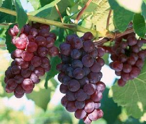 葡萄黑斑病 葡萄黑斑病