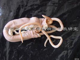 豬寄生蟲病 豬寄生蟲病