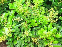 米蘭花照片集錦