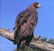 珍稀瀕危陸生動物