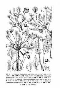 少花米口袋 少花米口袋