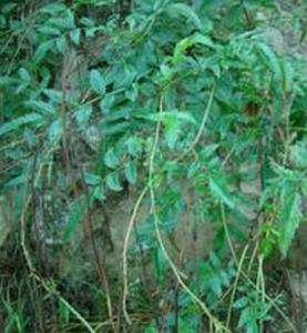 箱形橋彎藻 箱形橋彎藻