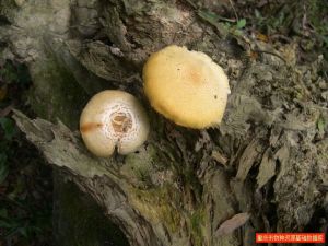 豹皮香菇 豹皮香菇