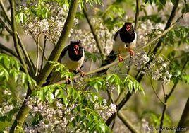 紅嘴藍尾喜鵲 紅嘴藍尾喜鵲