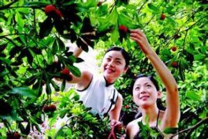 穴湖映梅 穴湖映梅