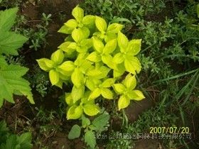 金葉山梅花 金葉山梅花