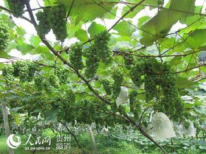 貴州省三都水族自治縣山野水晶葡萄 貴州省三都水族自治縣山野水晶葡萄