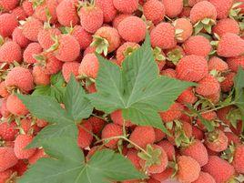 德興覆盆子 德興覆盆子