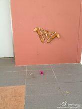 在新加坡某地拍攝到的大蠶蛾