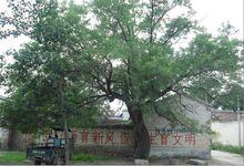 崗頭村[河北省南和縣河郭鄉崗頭村]