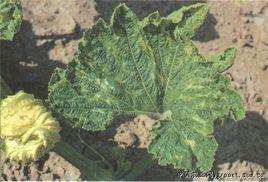 南瓜花葉病毒病 南瓜花葉病毒病