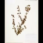 小葉莢蒾 小葉莢蒾