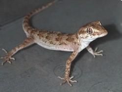 寬斑彎腳虎 寬斑彎腳虎