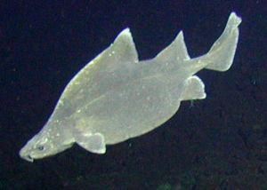 尖背角鯊屬 尖背角鯊屬