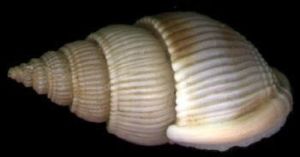 佛塔織紋螺 佛塔織紋螺