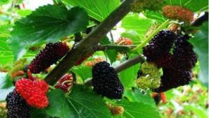 林中圓水果採摘基地 林中圓水果採摘基地