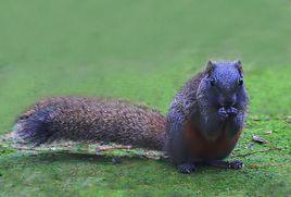 紅腹松鼠 紅腹松鼠