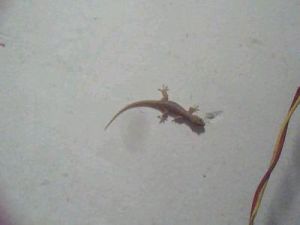 海南壁虎 海南壁虎