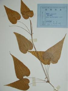 膜葉茜草 膜葉茜草