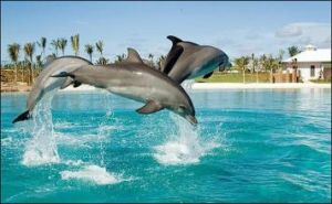 海豚表演