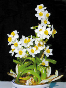 雕刻水仙 雕刻水仙
