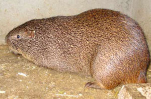 山河狸科 山河狸科