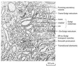 高爾基體各部分的名稱