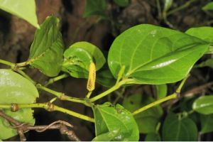 恆春胡椒 恆春胡椒