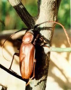 蔗根土天牛 蔗根土天牛