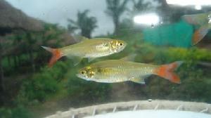 白細脂鯉 白細脂鯉