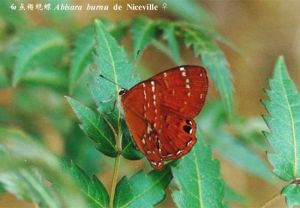 白點褐蜆蝶 白點褐蜆蝶