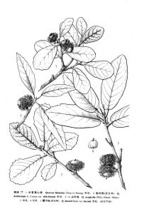 橿子櫟（原變種）
