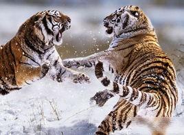 種內鬥爭 種內鬥爭