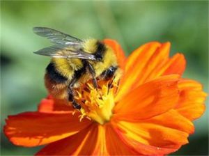 三條熊蜂 三條熊蜂