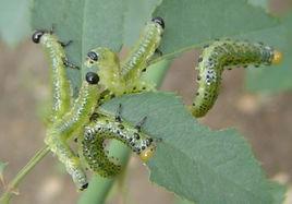 薔薇三節葉蜂 薔薇三節葉蜂