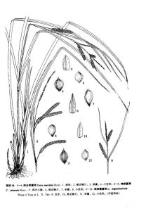 狹果囊薹草 狹果囊薹草