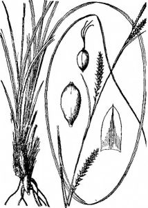 大坪子苔草 大坪子苔草