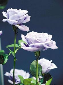 天然藍玫瑰 天然藍玫瑰