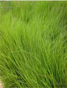 台灣毛束草 台灣毛束草