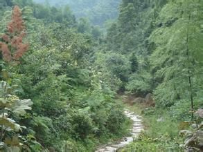 畲鄉古道 畲鄉古道